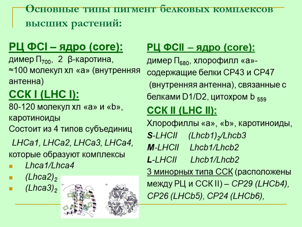 Основные типы пигмент белковых комплексов высших растений: РЦ ФСI – ядро (core): димер П700,
